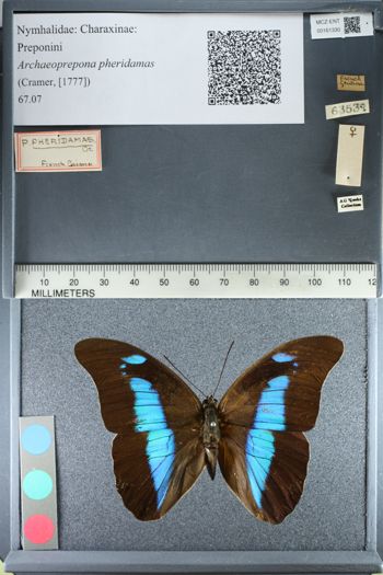 Media type: image;   Entomology 161330